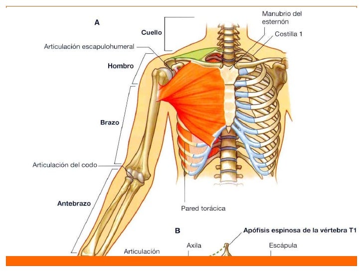 Biomecanica del hombro
