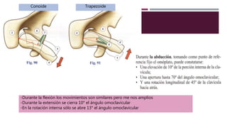 -Durante la flexión los movimientos son similares pero me nos amplios
-Durante la extensión se cierra 10° el ángulo omoclavicular
-En la rotación interna sólo se abre 13° el ángulo omoclavicular
Conoide Trapezoide
 