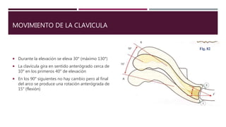 MOVIMIENTO DE LA CLAVICULA
 Durante la elevación se eleva 30° (máximo 130°)
 La clavícula gira en sentido anterógrado cerca de
10° en los primeros 40° de elevación
 En los 90° siguientes no hay cambio pero al final
del arco se produce una rotación anterógrada de
15° (flexión)
 