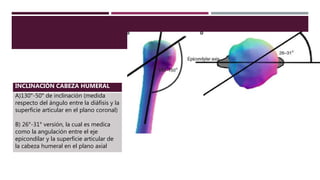 INCLINACIÓN CABEZA HUMERAL
A)130°-50° de inclinación (medida
respecto del ángulo entre la diáfisis y la
superficie articular en el plano coronal)
B) 26°-31° versión, la cual es medica
como la angulación entre el eje
epicondilar y la superficie articular de
la cabeza humeral en el plano axial
 