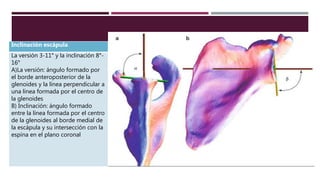 Inclinación escápula
La versión 3-11° y la inclinación 8°-
16°
A)La versión: ángulo formado por
el borde anteroposterior de la
glenoides y la línea perpendicular a
una línea formada por el centro de
la glenoides
B) Inclinación: ángulo formado
entre la línea formada por el centro
de la glenoides al borde medial de
la escápula y su intersección con la
espina en el plano coronal
 