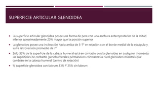 SUPERFICIE ARTICULAR GLENOIDEA
 La superficie articular glenoidea posee una forma de pera con una anchura anteroposterior de la mitad
inferior aproximadamente 20% mayor que la porción superior
 La glenoides posee una inclinación hacia arriba de 5-7° en relación con el borde medial de la escápula y
sufre retroversión promedio de 7°
 Sólo 33% de la superficie de la cabeza humeral está en contacto con la glenoides en cualquier momento;
las superficies de contacto glenohumerales permanecen constantes a nivel glenoideo mientras que
cambian en la cabeza humeral (centro de rotación)
 % superficie glenoidea con labrum 33% Y 25% sin labrum
 