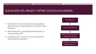 ELEVACIÓN DEL BRAZO Y RITMO ESCAPULOHUMERAL
 A la relación de movimientos de la articulación
glenoumeral y escapulotorácica se le llama ritmo
escapular
 Movimiento GH- escapulohumeral relación 2:1
en los primeros 90°
 Los últimos 60° ocurren con una contribución
prácticamente equitativa
Movimiento GH
Rotación esternoclavicular
Rotación acromioclavicular con
elevación de la escápula
La escápula gira hacia arriba
alrededor de la art. AC
 