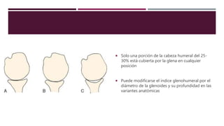  Solo una porción de la cabeza humeral del 25-
30% está cubierta por la glena en cualquier
posición
 Puede modificarse el índice glenohumeral por el
diámetro de la glenoides y su profundidad en las
variantes anatómicas
 