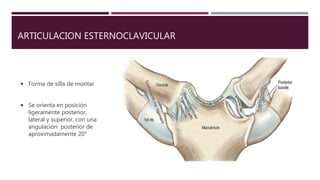 ARTICULACION ESTERNOCLAVICULAR
 Forma de silla de montar
 Se orienta en posición
ligeramente posterior,
lateral y superior, con una
angulación posterior de
aproximadamente 20°
 