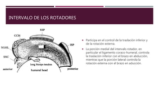 INTERVALO DE LOS ROTADORES
 Participa en el control de la traslación inferior y
de la rotación externa.
 La porción medial del intervalo rotador, en
particular el ligamento coraco-humeral, controla
la traslación inferior con el brazo en abducción,
mientras que la porción lateral controla la
rotación externa con el brazo en aducción.
 