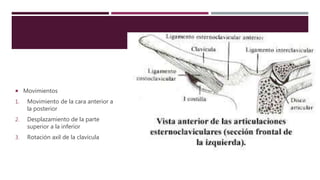 Movimientos
1. Movimiento de la cara anterior a
la posterior
2. Desplazamiento de la parte
superior a la inferior
3. Rotación axil de la clavícula
 