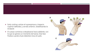  Early cocking: actúan el suprespinoso y trapecio
superior deltoides y serrato anterior, estabilizando la
escápula
 El cuerpo comienza a desplazarse hacia adelante, con
lo que se genera un momento de fuerza. Esta fase
finaliza cuando el pie delantero toca el suelo.
 
