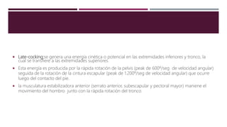  Late-cocking:se genera una energía cinética o potencial en las extremidades inferiores y tronco, la
cual se transfiere a las extremidades superiores.
 Esta energía es producida por la rápida rotación de la pelvis (peak de 600º/seg de velocidad angular)
seguida de la rotación de la cintura escapular (peak de 1.200º/seg de velocidad angular) que ocurre
luego del contacto del pie.
 la musculatura estabilizadora anterior (serrato anterior, subescapular y pectoral mayor) maniene el
movimiento del hombro junto con la rápida rotación del tronco.
 