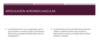 ARTICULACION ACROMIOCLAVICULAR
 La articulación AC no es congruente, por lo
que necesita un menisco para la transmisión
de la fuerza y poderosos ligamentos para su
estabilización
 La articulación de la cara distal de la clavícula
exhibe un declive inferior que es plana o
ligeramente convexa y se dirige hacia inferior,
posterior o lateral
 