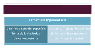 Estructura ligamentaria
Ligamento conoide: superficie
inferior de la clavícula en
dirección posterior
Ligamento Trapezoide se dirige
de forma oblicua superior y
lateral hacia la clavícula
 