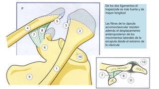 De los dos ligamentos el
trapezoide es más fuerte y de
mayor longitud
Las fibras de la cápsula
acromioclavicular resisten
además el desplazamiento
anteroposterior de los
movimientos laterales de la
escapula desde el extremo de
la clavícula
 