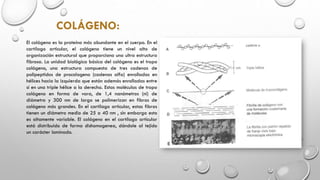 Biomecanica hueso, cartilago y musculo | PPTX