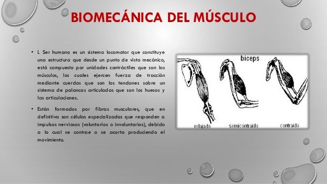 Biomecanica Basica Del Sistema Muscoesqueletico Nordin Pdf To Excel