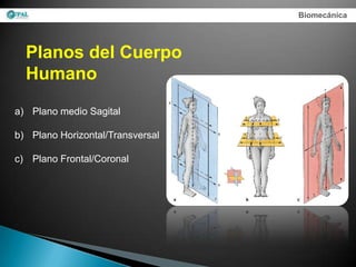 Biomecánica




  Planos del Cuerpo
  Humano
a) Plano medio Sagital

b) Plano Horizontal/Transversal

c) Plano Frontal/Coronal
 