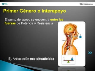 Biomecánica


Primer Género o interapoyo
El punto de apoyo se encuentra entre las
fuerzas de Potencia y Resistencia




  Ej. Articulación occipitoatloidea
 
