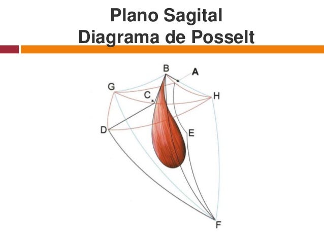 Biomecanica mandibular