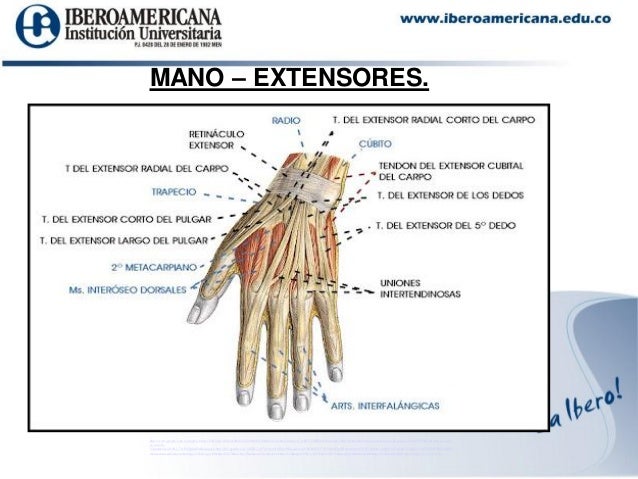 Biomecanica mano