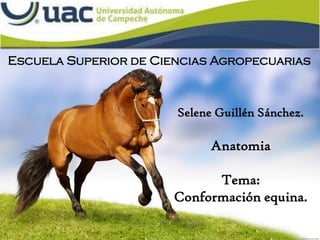 Selene Guillén Sánchez.
Anatomia
Tema:
Conformación equina.
Escuela Superior de Ciencias Agropecuarias
 