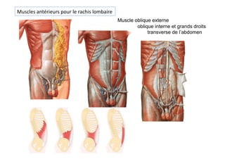 Muscle oblique externe
oblique interne et grands droits
transverse de l’abdomen
Muscles	
  antérieurs	
  pour	
  le	
  rachis	
  lombaire	
  
 