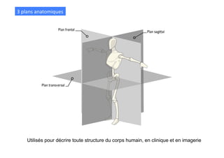 3	
  plans	
  anatomiques	
  
Utilisés pour décrire toute structure du corps humain, en clinique et en imagerie
 