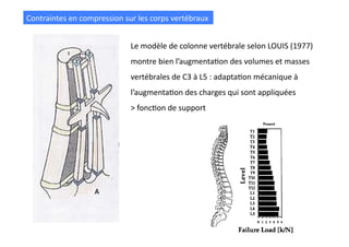 Contraintes	
  en	
  compression	
  sur	
  les	
  corps	
  vertébraux	
  
Le	
  modèle	
  de	
  colonne	
  vertébrale	
  selon	
  LOUIS	
  (1977)	
  
montre	
  bien	
  l’augmentaFon	
  des	
  volumes	
  et	
  masses	
  
vertébrales	
  de	
  C3	
  à	
  L5	
  :	
  adaptaFon	
  mécanique	
  à	
  
l’augmentaFon	
  des	
  charges	
  qui	
  sont	
  appliquées	
  
>	
  foncFon	
  de	
  support	
  
 