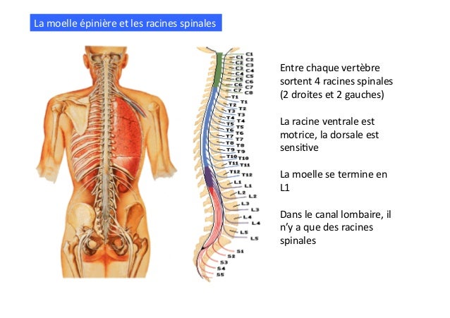 Schema Du Rachis: Schéma Colonne Vertébrale – GQVUL