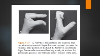 Biomechamnics of Wrist and Hand complex. | PPTX