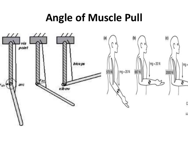 Biomechanical Concept Of Exercise