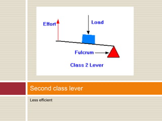 Less efficient
Second class lever
 