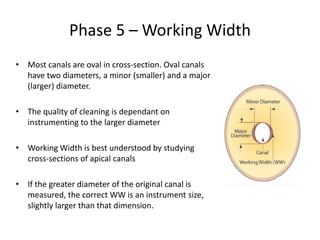 Phase 5 – Working Width
• Most canals are oval in cross-section. Oval canals
have two diameters, a minor (smaller) and a major
(larger) diameter.
• The quality of cleaning is dependant on
instrumenting to the larger diameter
• Working Width is best understood by studying
cross-sections of apical canals
• If the greater diameter of the original canal is
measured, the correct WW is an instrument size,
slightly larger than that dimension.
 