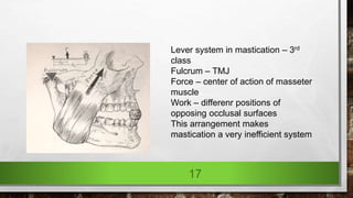 17
Lever system in mastication – 3rd
class
Fulcrum – TMJ
Force – center of action of masseter
muscle
Work – differenr positions of
opposing occlusal surfaces
This arrangement makes
mastication a very inefficient system
 