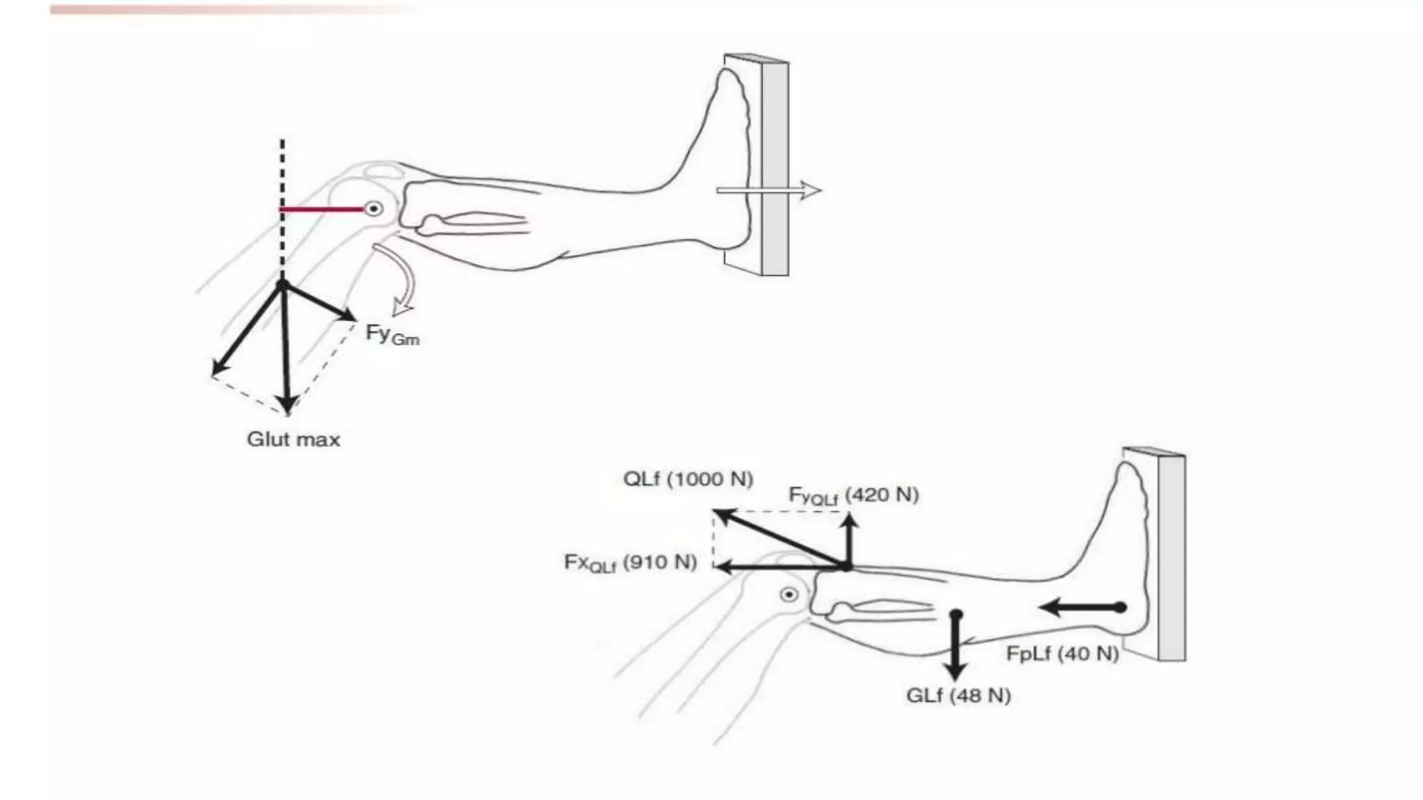 Biomechanical Applications to Joint Structure and Function