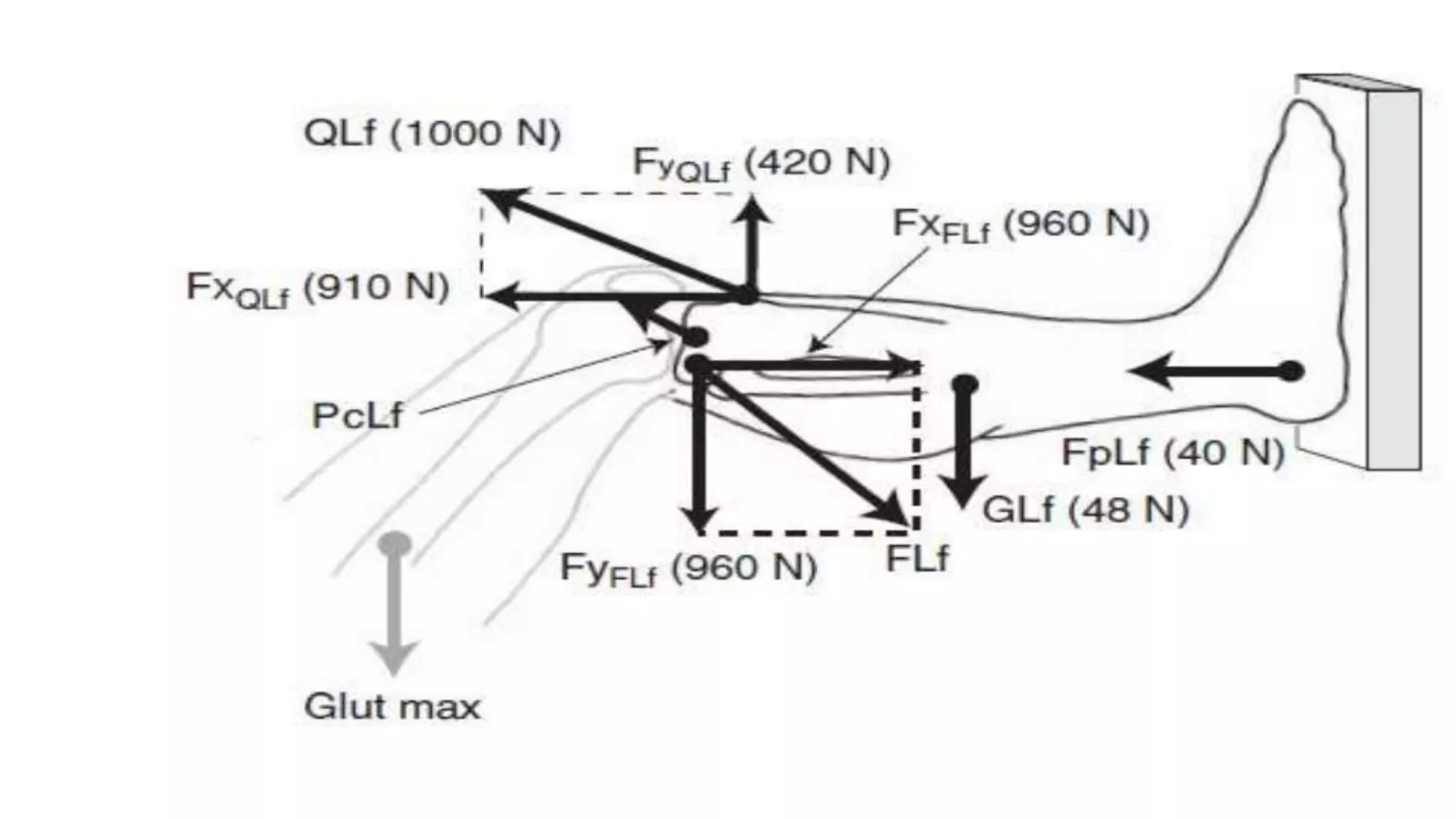 Biomechanical Applications to Joint Structure and Function