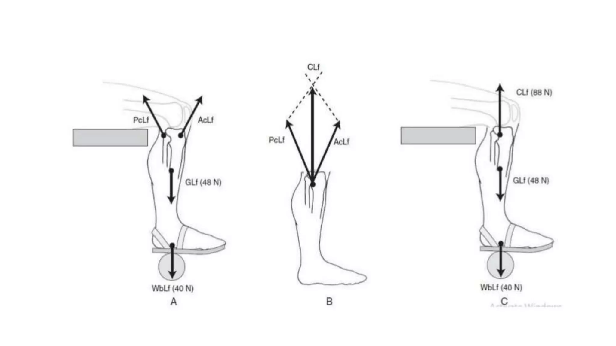 Biomechanical Applications to Joint Structure and Function