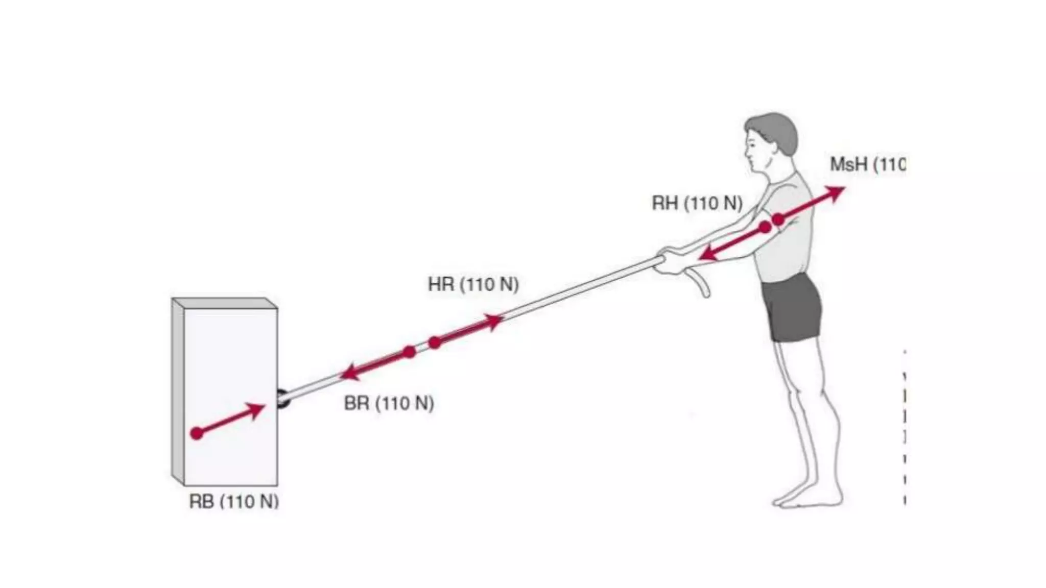 Biomechanical Applications to Joint Structure and Function
