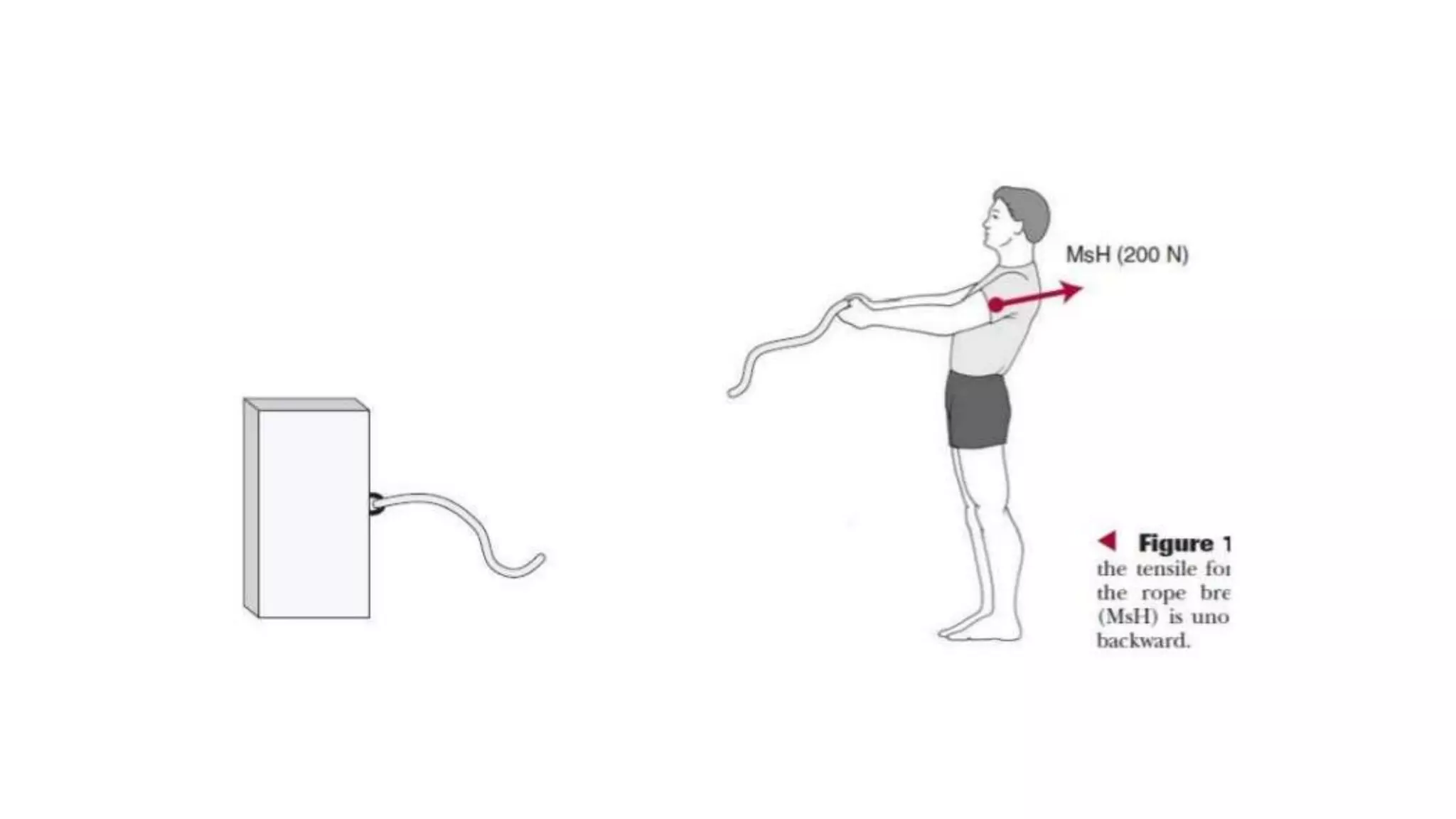 Biomechanical Applications to Joint Structure and Function