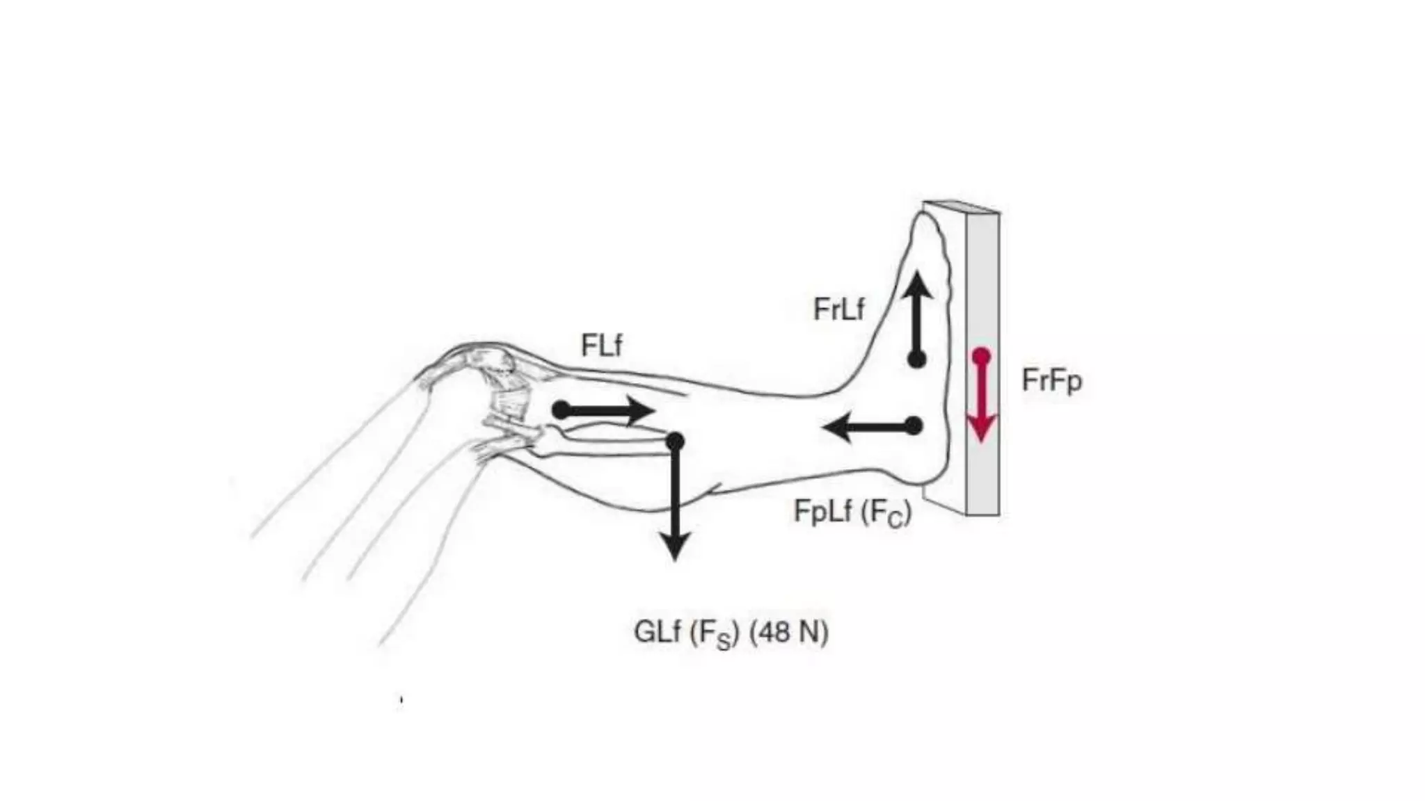 Biomechanical Applications to Joint Structure and Function