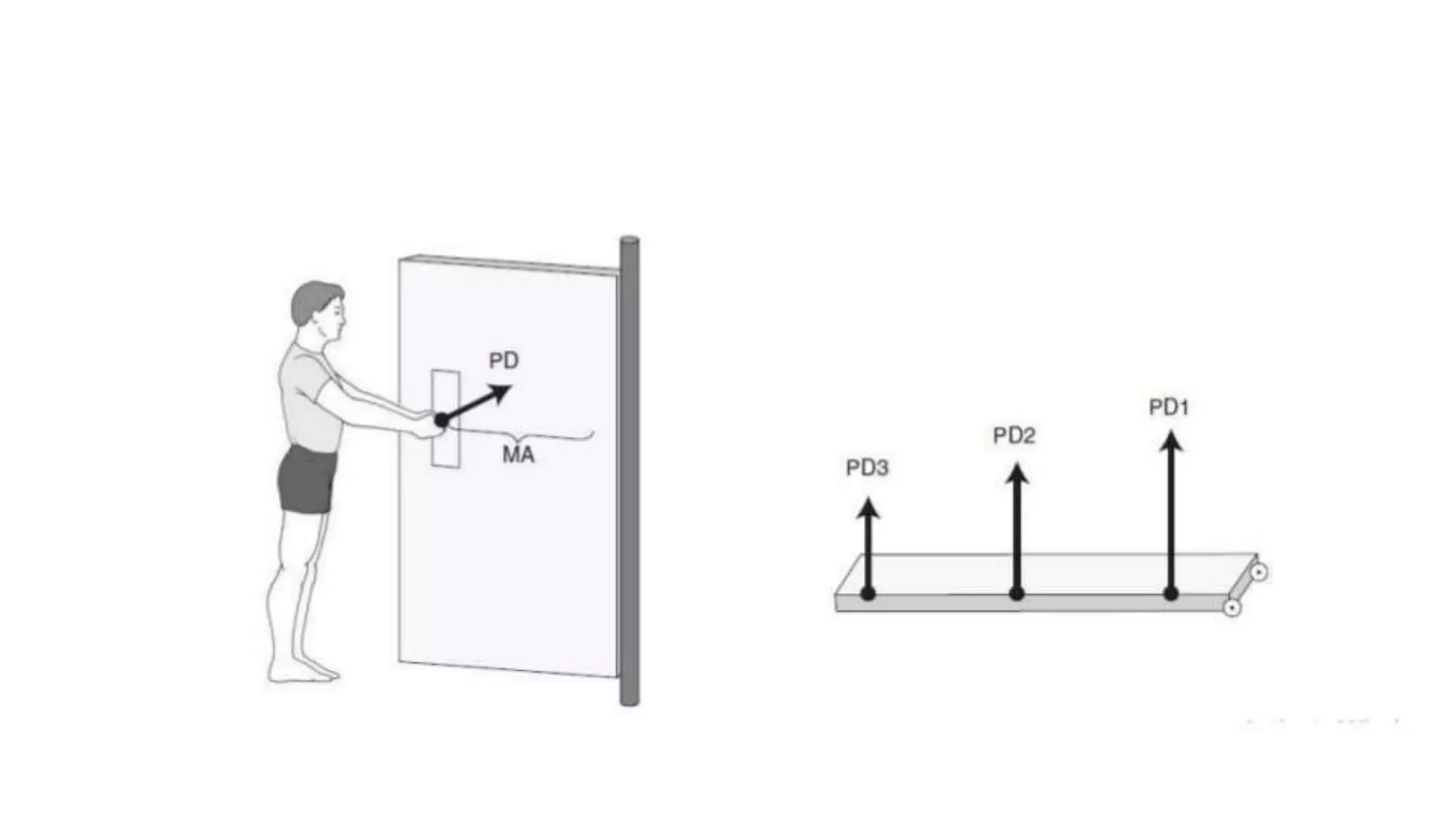 Biomechanical Applications to Joint Structure and Function