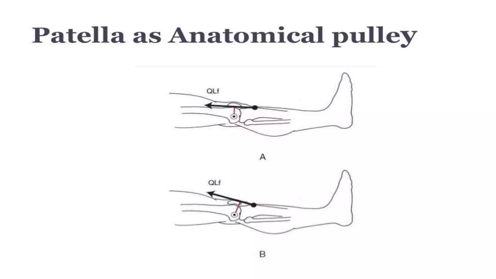 Biomechanical Applications to Joint Structure and Function
