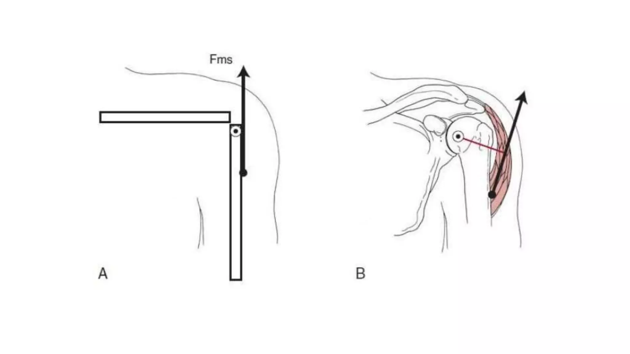 Biomechanical Applications to Joint Structure and Function