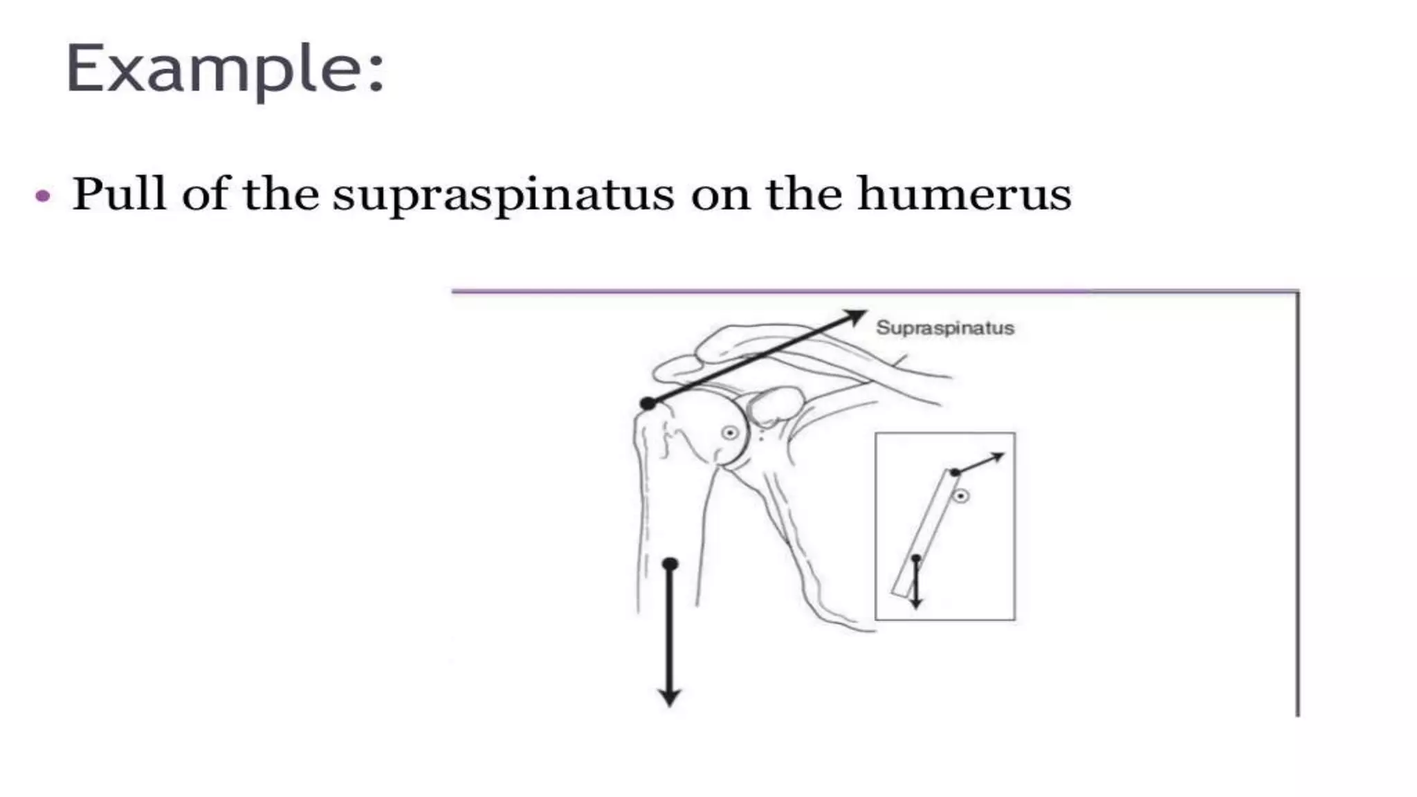 Biomechanical Applications to Joint Structure and Function