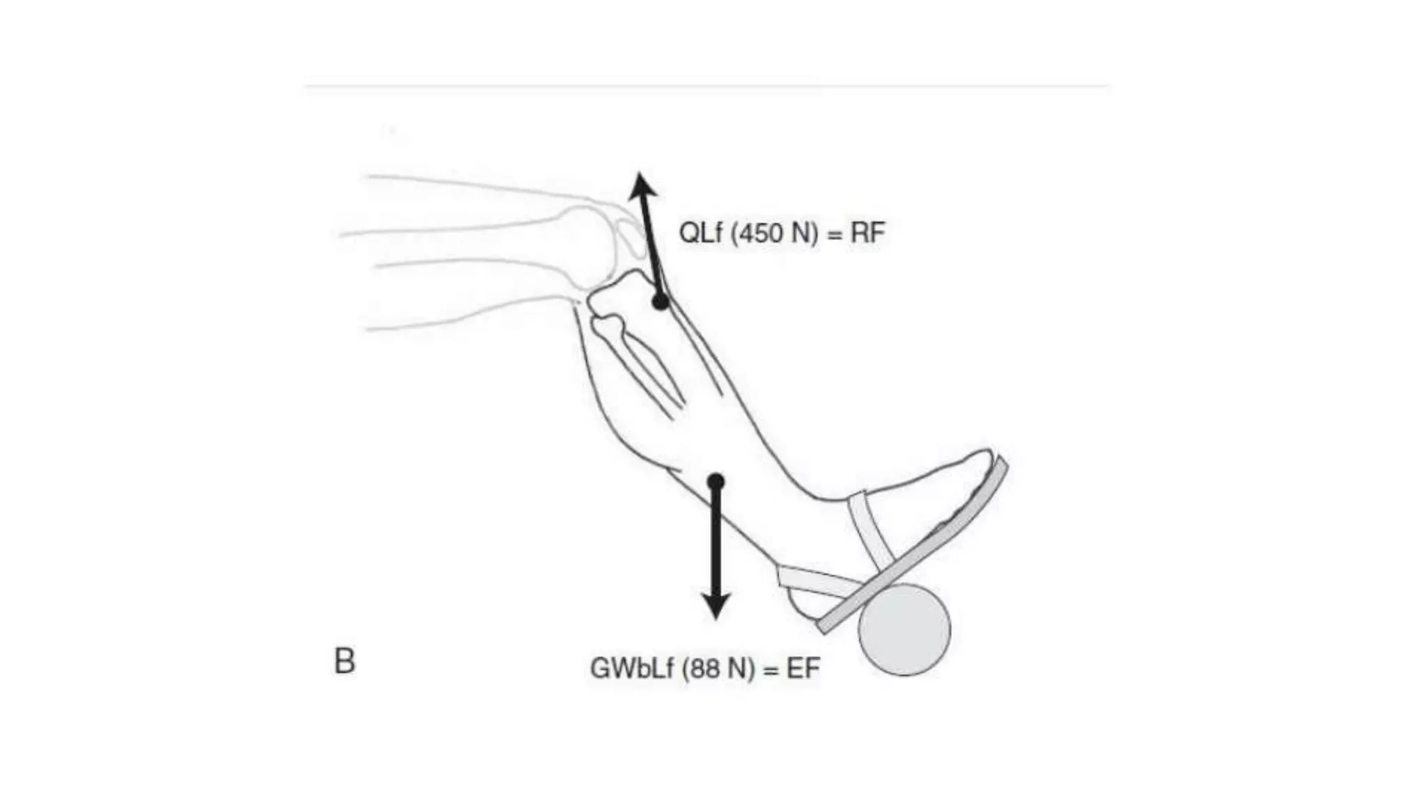 Biomechanical Applications to Joint Structure and Function