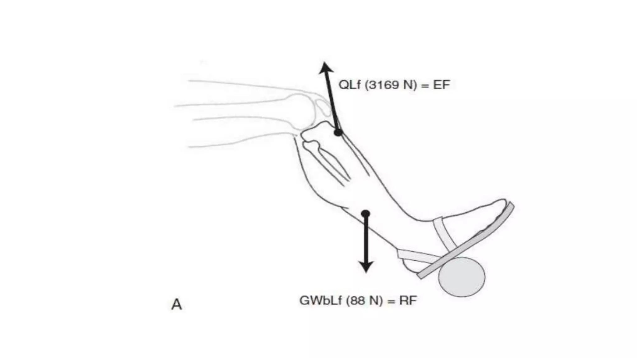 Biomechanical Applications to Joint Structure and Function