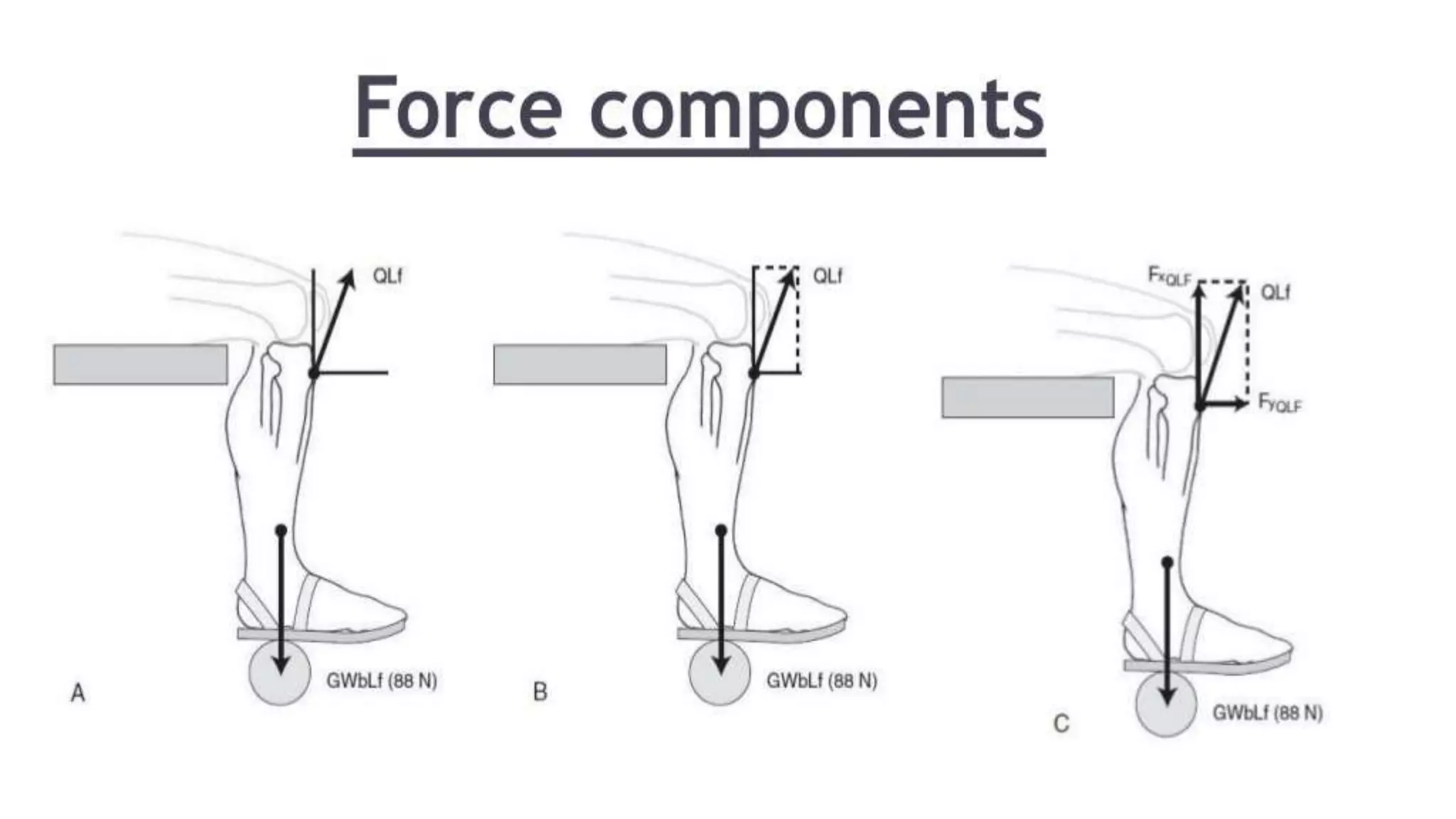 Biomechanical Applications to Joint Structure and Function