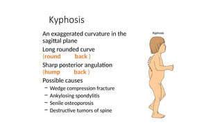 biomechanic human spine and anatomy.pptx