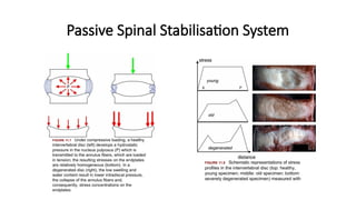 Passive Spinal Rotation BASIC BIOMECHANIC OF Spine vertebrae.pptx