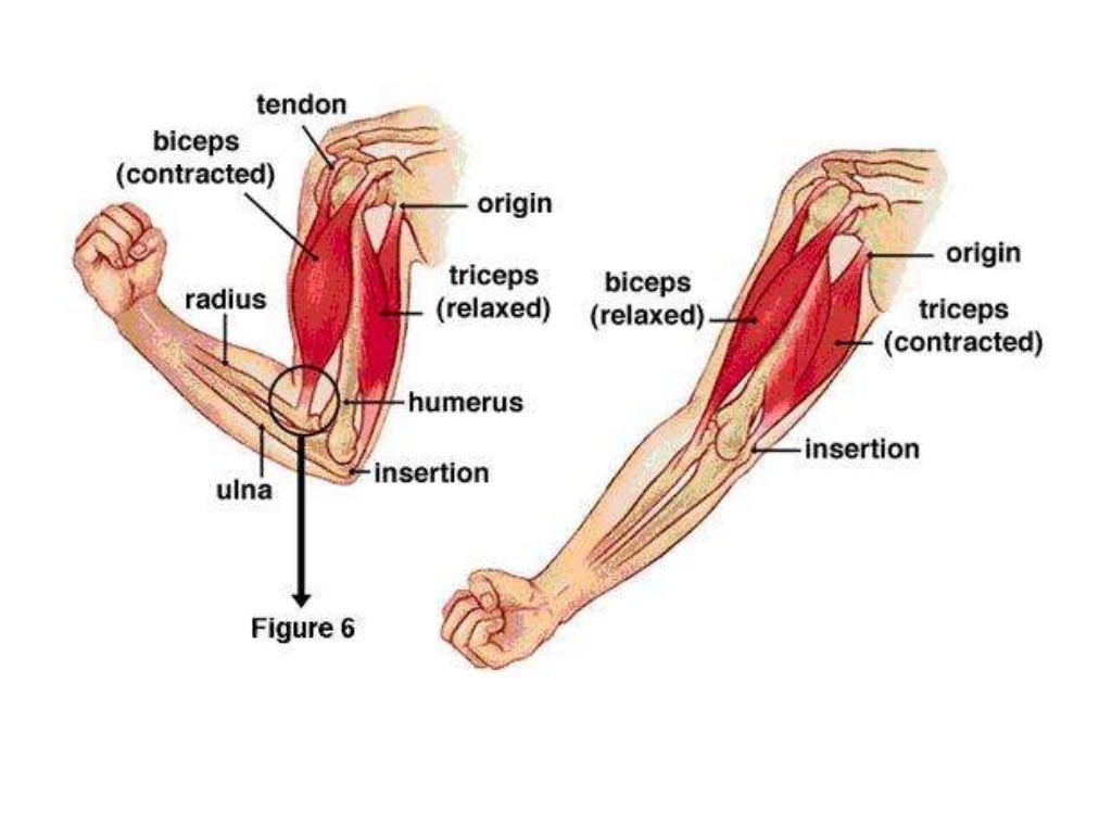 Biomechanics for Strength Training
