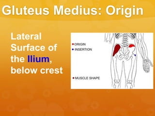 Gluteus Medius: Origin
Lateral
Surface of
the Ilium,
below crest
 