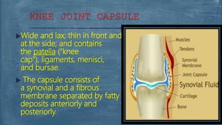 Wide and lax; thin in front and
at the side; and contains
the patella ("knee
cap"), ligaments, menisci,
and bursae.
 The capsule consists of
a synovial and a fibrous
membrane separated by fatty
deposits anteriorly and
posteriorly.
KNEE JOINT CAPSULE
 